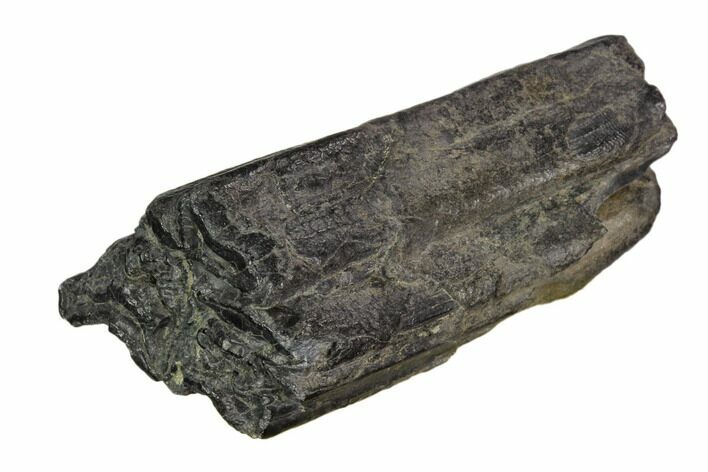 Pleistocene Aged Fossil Horse Tooth - Florida #123249